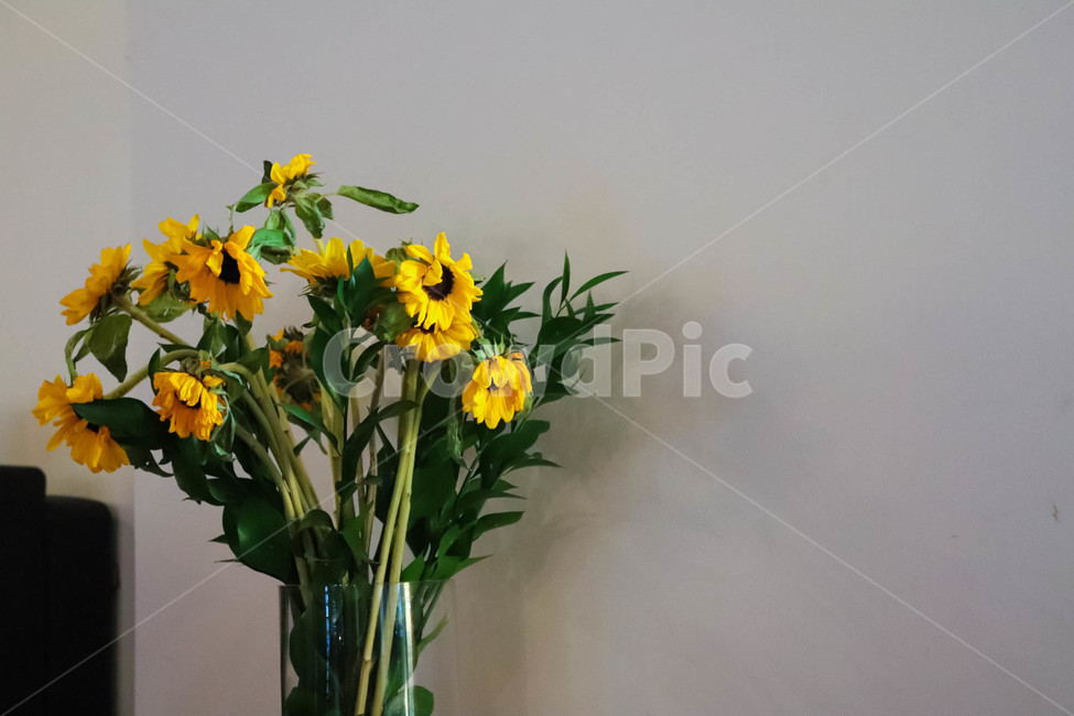 꽃,flower,화분,식물,풀,실내용화초,화분,화초,house plant