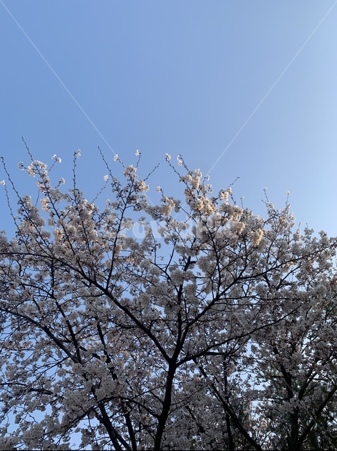 plant,식물,벚꽃,꽃,봄,blossom,cherryblossom,flower