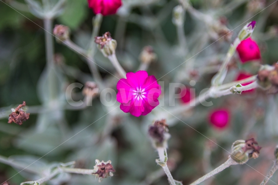 풍경,꽃,여름,길거리,거리풍경,식물,자연,plants,nature,꽃,flower