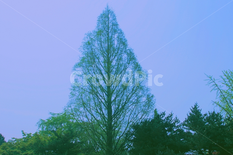 나무,자연,하늘,초록색,감성,벽초지수목원,수목원,파주,식물,자연,plants,nature,나무,trees,wood,색깔,색상,색채,색감,color sense,color sensitivity,feeling of color