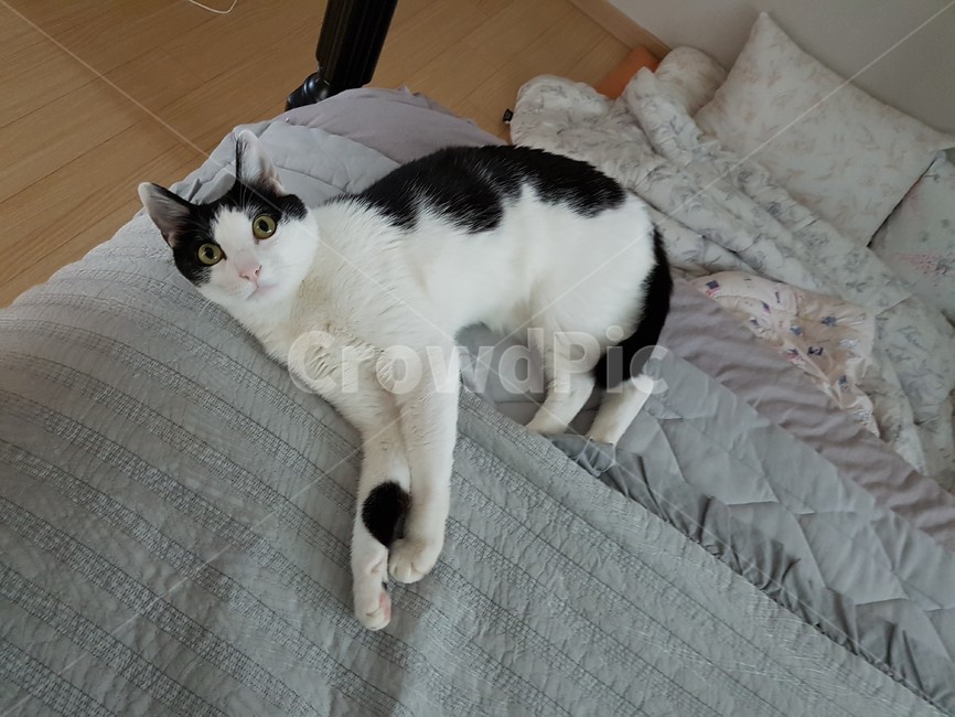 침대,냥이,고양이,바둑이,코리안숏헤어,검정색꼬리