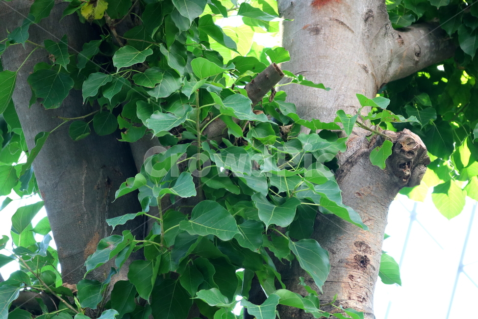 나무,보리수,인도보리수,뽕나무과,식물,활엽수,식물원,식물,자연,plants,nature,나무,trees,wood