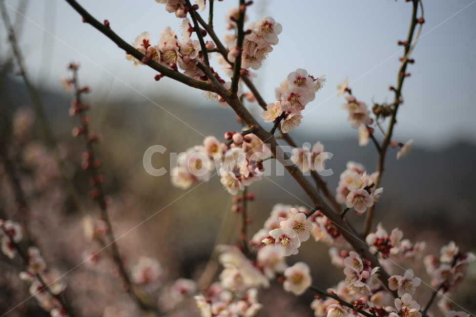 꽃,매화,식물,자연,봄,봄,계절,spring,season,식물,자연,plants,nature,꽃,flower,plant,blossom
