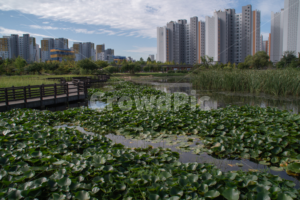 온수역,수목원,호수,정원,lake,park,water,물,outdoors,옥외,nature,자연