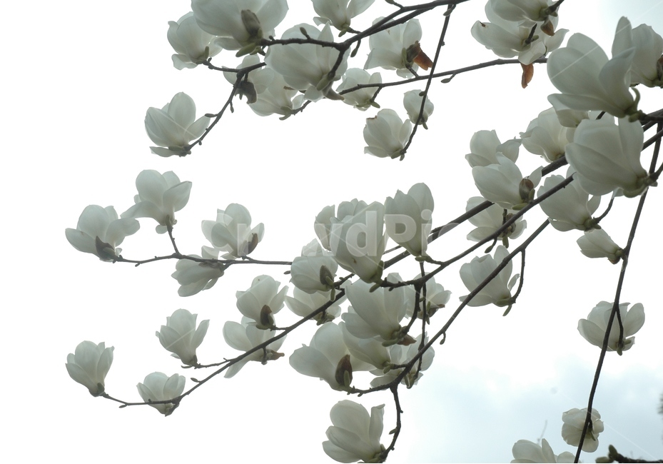 목련,백목련,kobusmagnolia,토종목련,꽃,식물,자연,plants,nature,꽃,flower