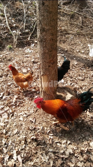 숫닭,암닭,시골,산길끝자락,나무,동물,animal,조류,새,birds