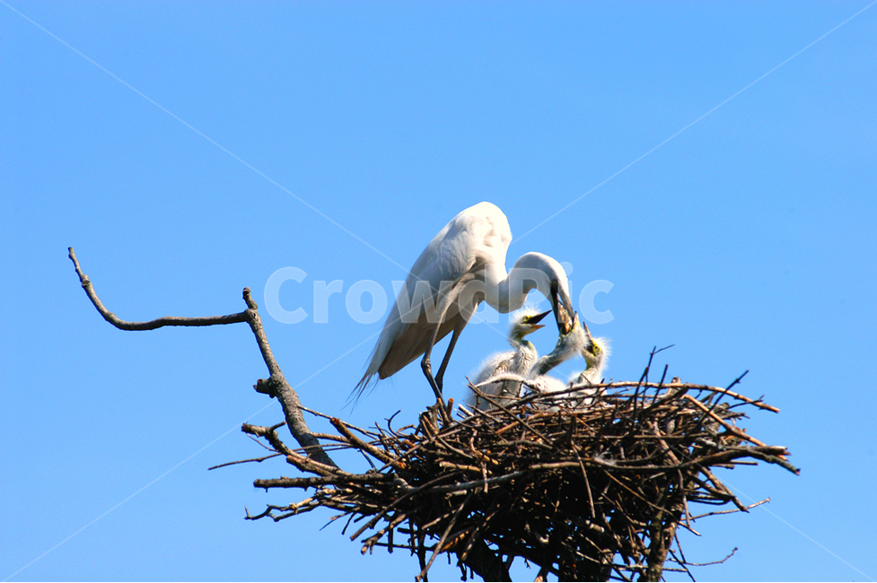 학,모정,먹이,부화,새끼,물고기,둥지,동물,animal,조류,새,birds