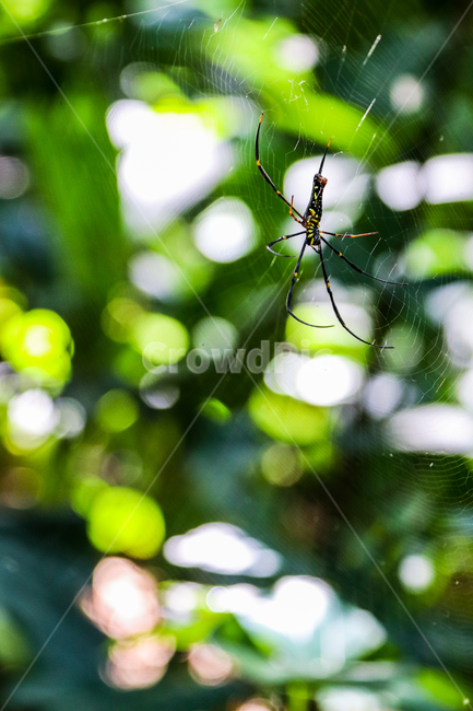거미,곤충,자연,거미줄,독,동물,animal,곤충,벌레,insect,bug