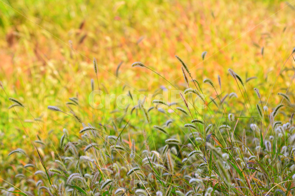 가을,강아지풀,가을분위기,가을느낌,시즌,계절,fall,autumn,들풀,초본,식물,자연,nature,flowers,background,백그라운드,배경,자연배경,바탕,10월,11월,풀밭,들꽃,노랑색,황록색,가을서정,가을예감,가을,계절,fall,autumn,season,식물,자연,plants,nature,plant,grass,잔디