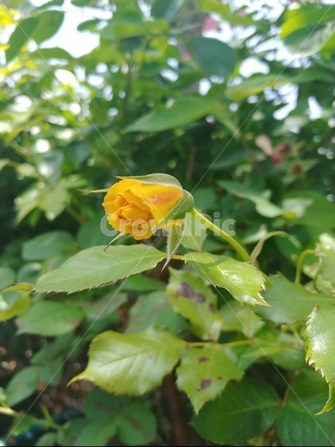 장미,그라데이션,노란장미,개화,꽃,flower