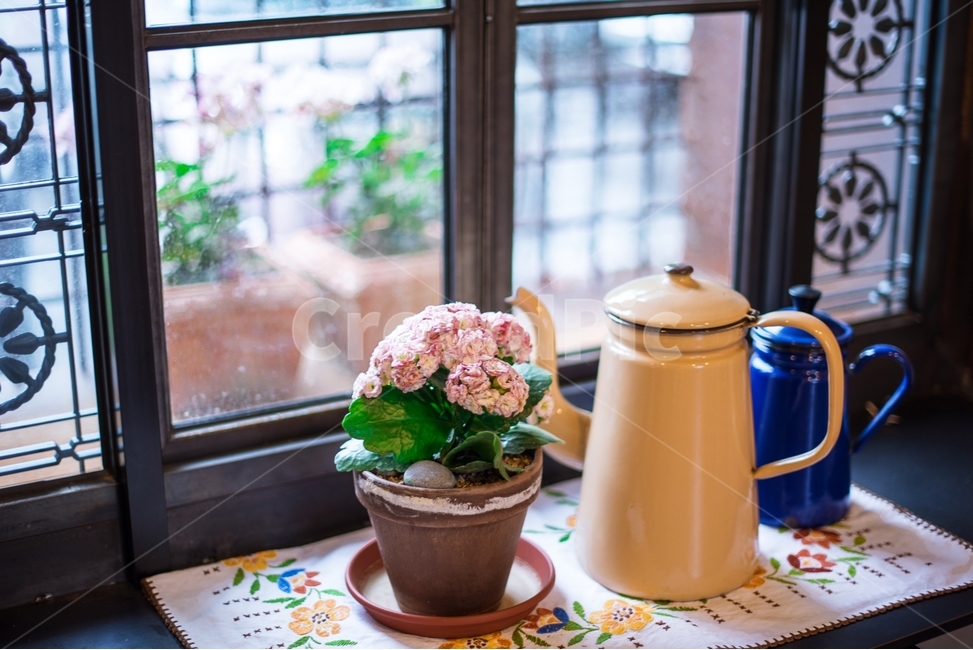 정물,꽃,카페,cafe,flower,식물,자연,plants,nature,꽃,flower,실내용화초,화분,화초,house plant,인테리어,실내디자인,interior design,사물,물건,오브젝트,thing,object,matter