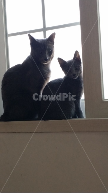 고양이,동물,러시안블루,반려묘,고양이부부,동물,animal,포유류,mammal,고양이,cat,kitten,kitty
