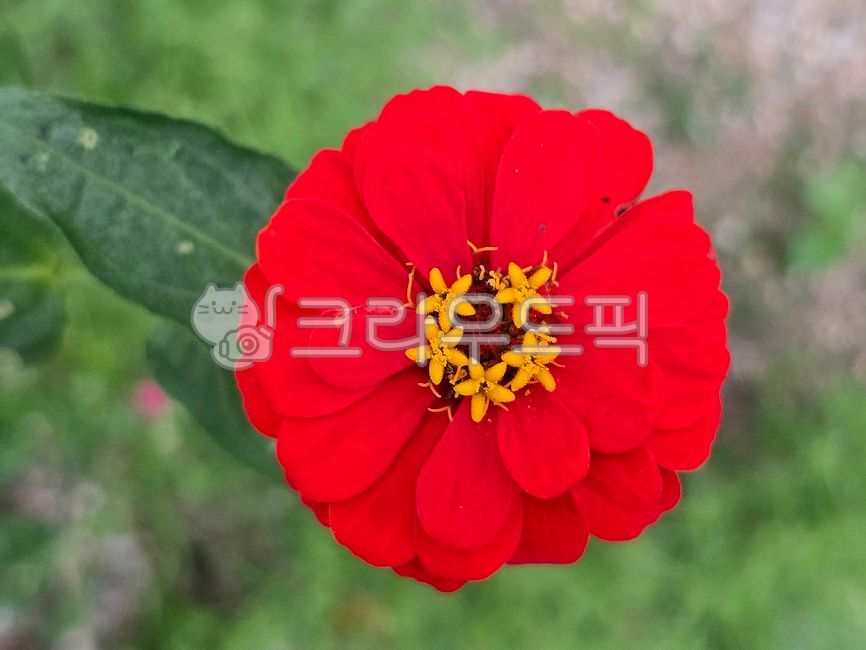 백일홍,꽃,식물,자연,국화과,한해살이풀,진홍색,flower,plant,natural