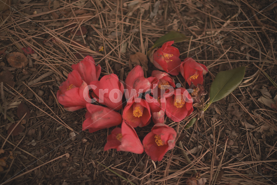 동백,동백꽃,꽃,하트,camelliaflower,꽃,flower