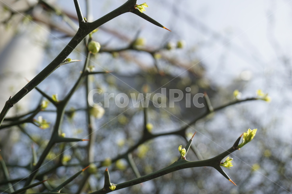 봄,4월,탱자나무,탱자나무가시,새순,녹색,연두색,가시나무,가시,봄,계절,spring,season,식물,자연,plants,nature,plant