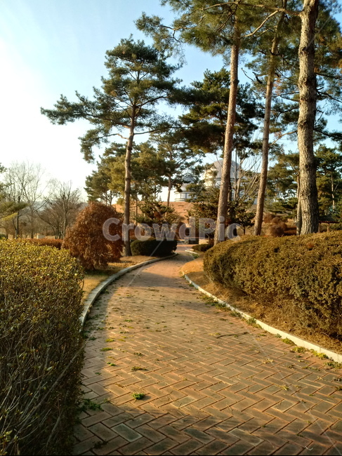 나무,자연,산책로,길,식물,tree,plant,통로,인도