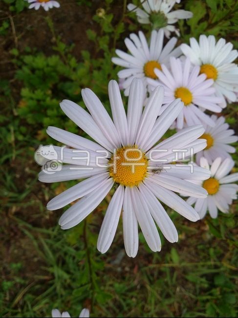 cosmos,cosmos,wildflower,awildflower,autumnflowers