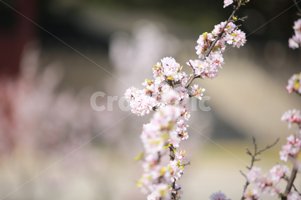 벚꽃,봄,새싹,cherryblossom,하늘,꽃,캐논,5dmark3,봄,계절,spring,season,식물,자연,plants,nature,꽃,flower,plant