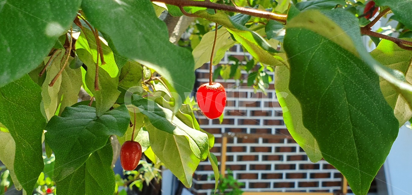 보리수,식물,자연,plants,nature,열매
