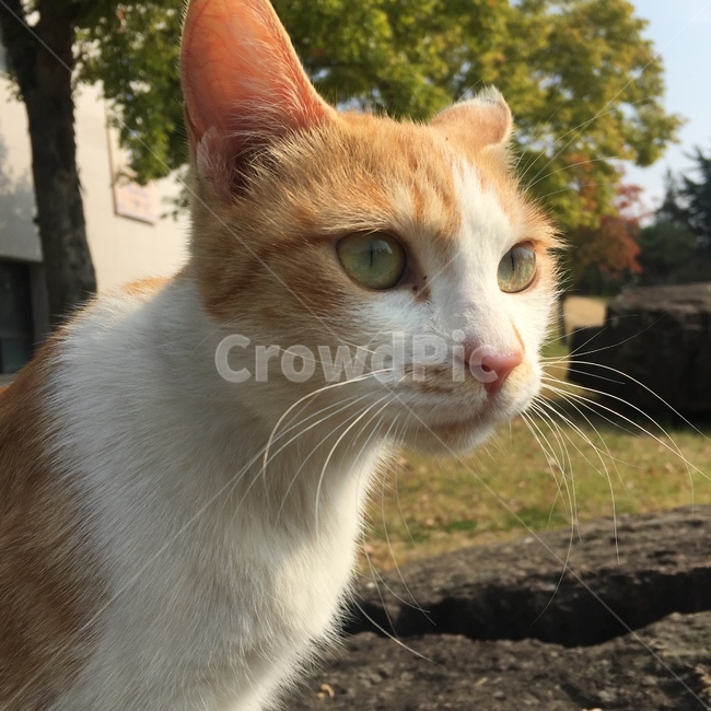 동물,animal,포유류,pet,애완동물,고양이,cat,길냥이