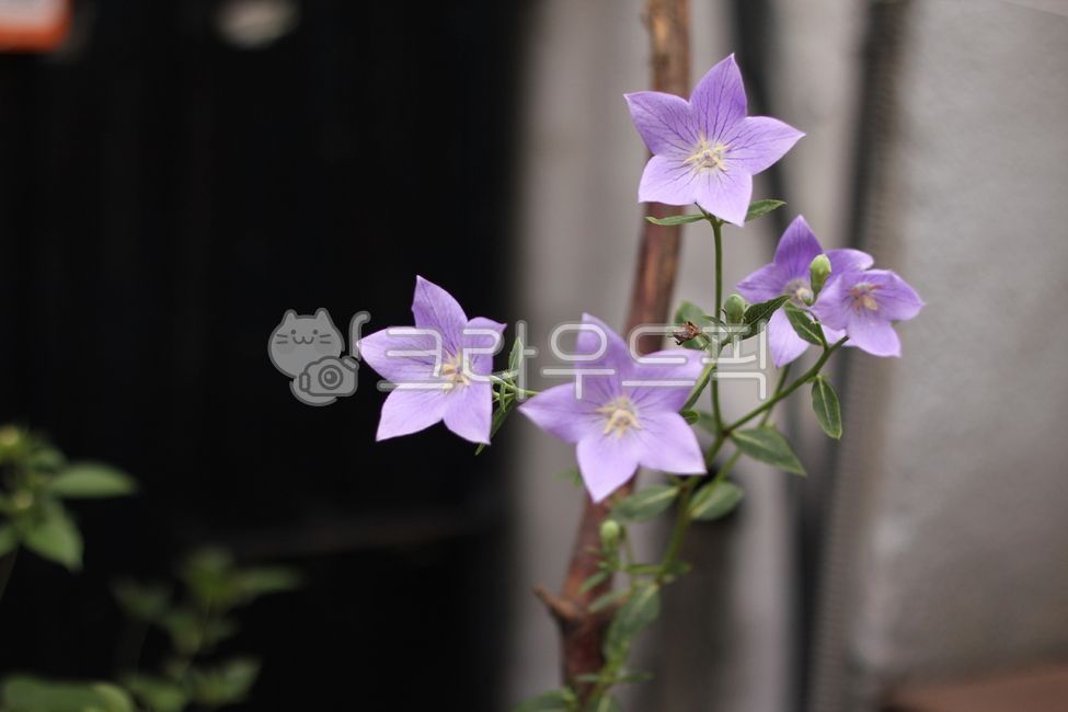 도라지꽃,보라색꽃,꽃,flower,blossom,pupleflower