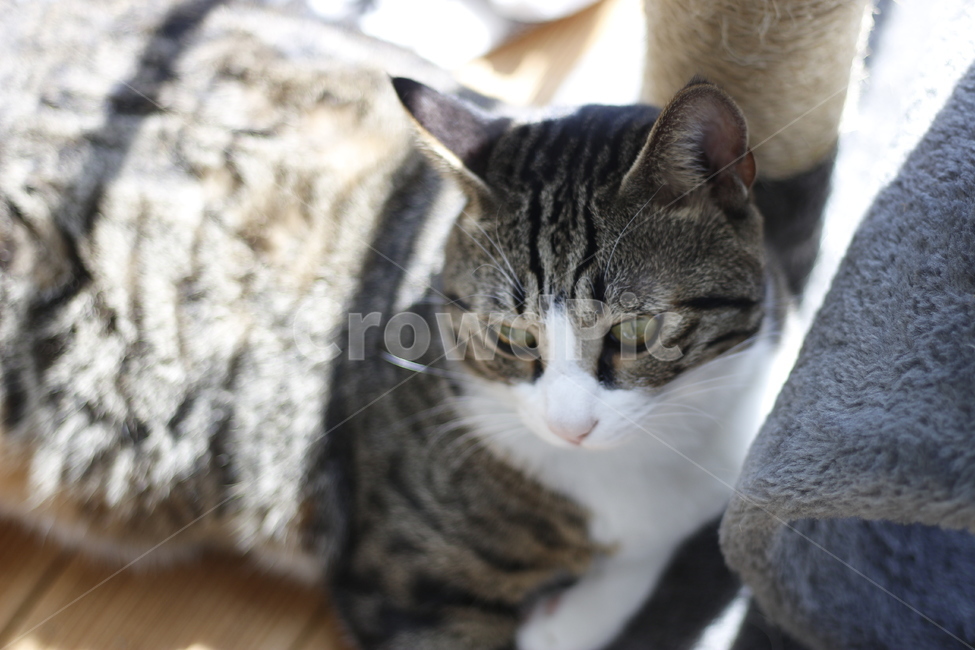 동물,고양이,반려동물,애완동물,반려묘,cat,pet,animal,kitten,길고양이,집사,코리안숏헤어,코숏,동물,animal,고양이,cat,kitten,kitty