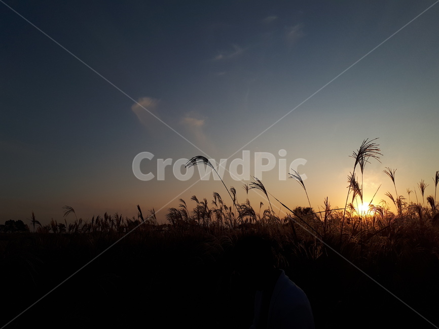 해질녘,갈대,갈대밭,가을,어두운,잔잔한,그림자,plant,grass,잔디,풍경,배경,저녁