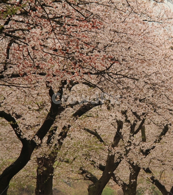 봄꽃,풍경,벚꽃,식물,blossom
