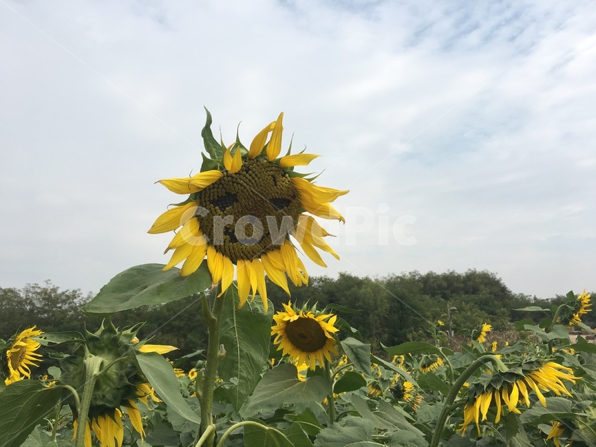 flower,꽃,해바라기,식물,plant,식물,자연,plants,nature,꽃,flower