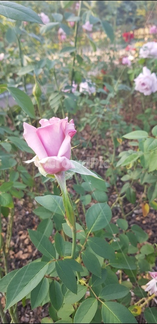 rose,장미,꽃,floral,nature,bloom,flower,garden,정원,petal,꽃잎