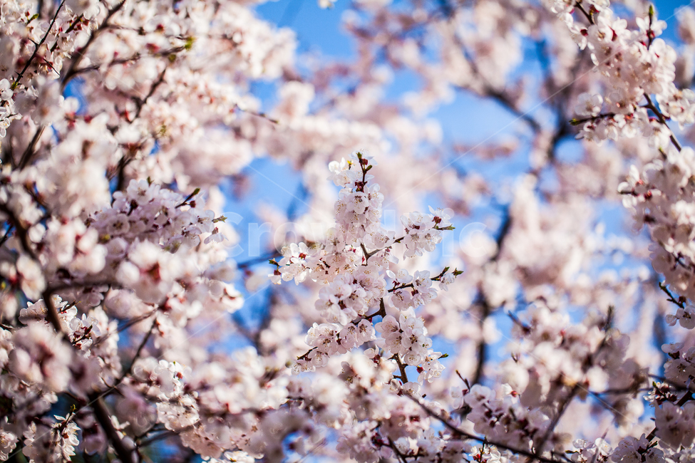 벚꽃,plant,식물,blossom,꽃,flower,봄