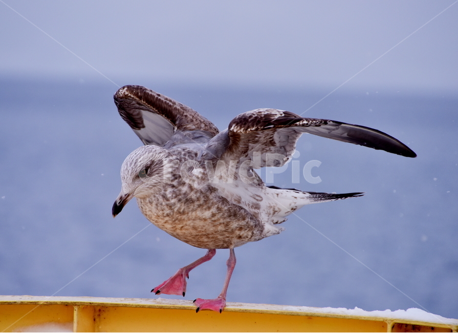 갈매기,비상,호수,겨울,새,seagull,bird,lake,winter,겨울,계절,winter,season,동물,animal,조류,새,birds