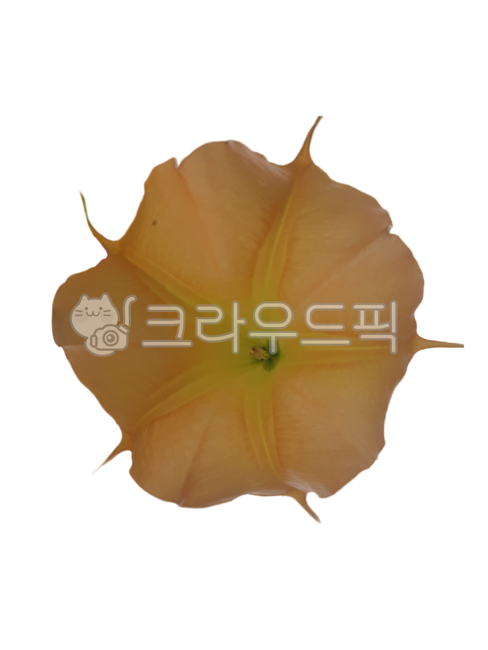 꽃누끼,생화누끼,천사의나팔,노랑꽃,꽃잎,나팔꽃누끼,생화png,포토샵소스,꽃디자인소스,그래픽소스,꽃스티커,꽃아이콘,생화스티커