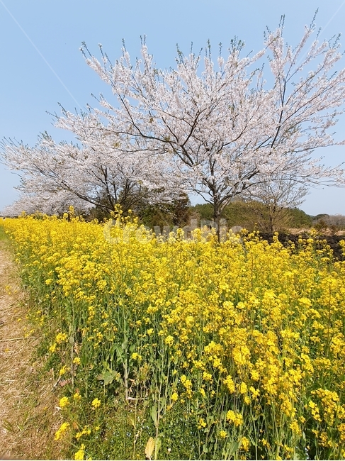 유채꽃,벚꽃,봄,꽃,제주도,봄,계절,spring,season,자연,풍경,nature,landscape,outdoors,옥외,grassland,목초지,field,들