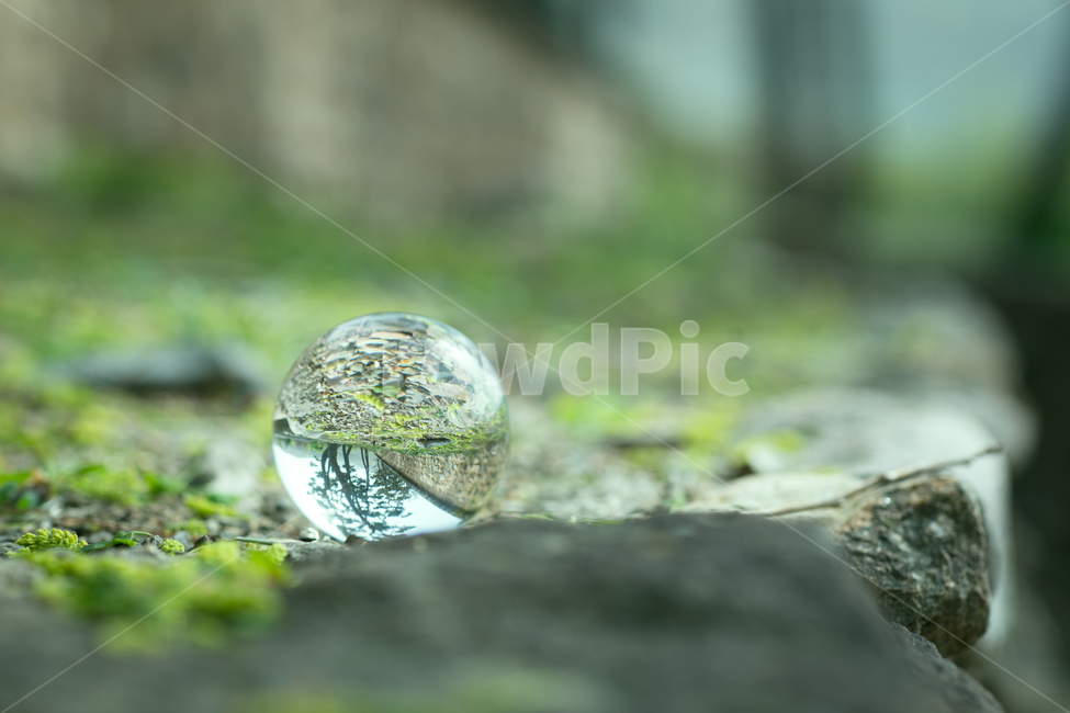 여름,감성,자연,풍경,숲,식물,나무,summer,sensible,nature,landscape,forest,plants,wood,tree,감성,sensible,feeling,사물,물건,오브젝트,thing,object,matter