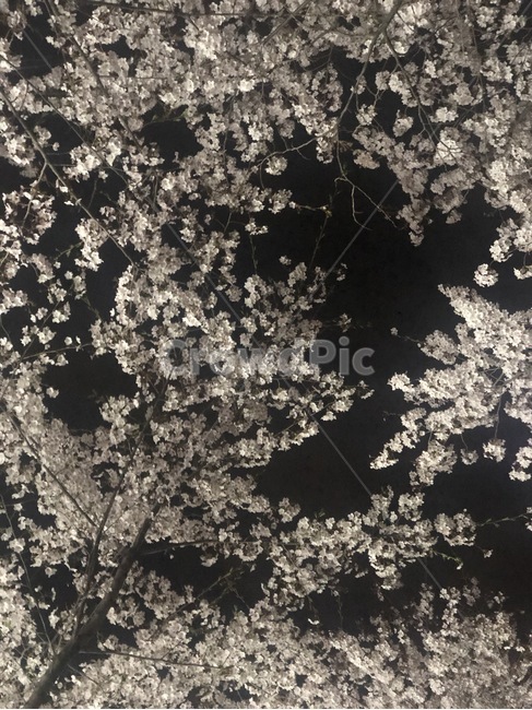 벚꽃,밤하늘,밤벚꽃,예쁜벚꽃,꽃나무,밤나무,봄