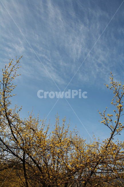 산수유,파란하늘,봄,힐링,꽃,노란꽃,식물,자연,spring,plant,yellow,korea,감성사진,sky,flower,blossom,season