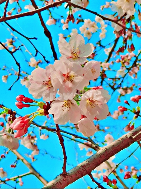 벚꽃,봄꽃,분홍꽃,꽃망울,개화,꽃사진,봄하늘,하늘과꽃,벚꽃시즌,꽃놀이,봄풍경,꽃나무,봄소풍,벚꽃축제,꽃샘추위,봄기운,자연풍경,로맨틱,꽃촬영,꽃풍경,cherryblossom,springflower,pinkflower,flowerbud,blooming,flowerphotography,springsky,skyandflowers,cherryblossomseason,flowerviewing,springscenery,floweringtree,springpicnic,cherryblossomfestival,springchill,springvibes,naturescenery,romantic,flowershot,florallandscape