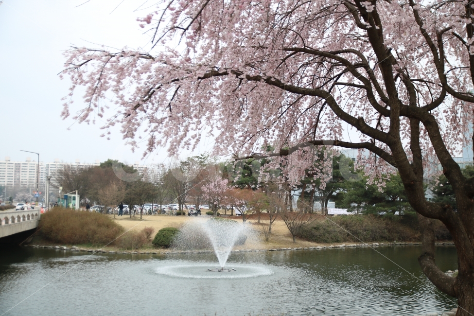 대전,카이스트,벛꽃,나무,분수,감성,꽃,봄,봄,계절,spring,season,도시,풍경,city,landscape,plant,식물