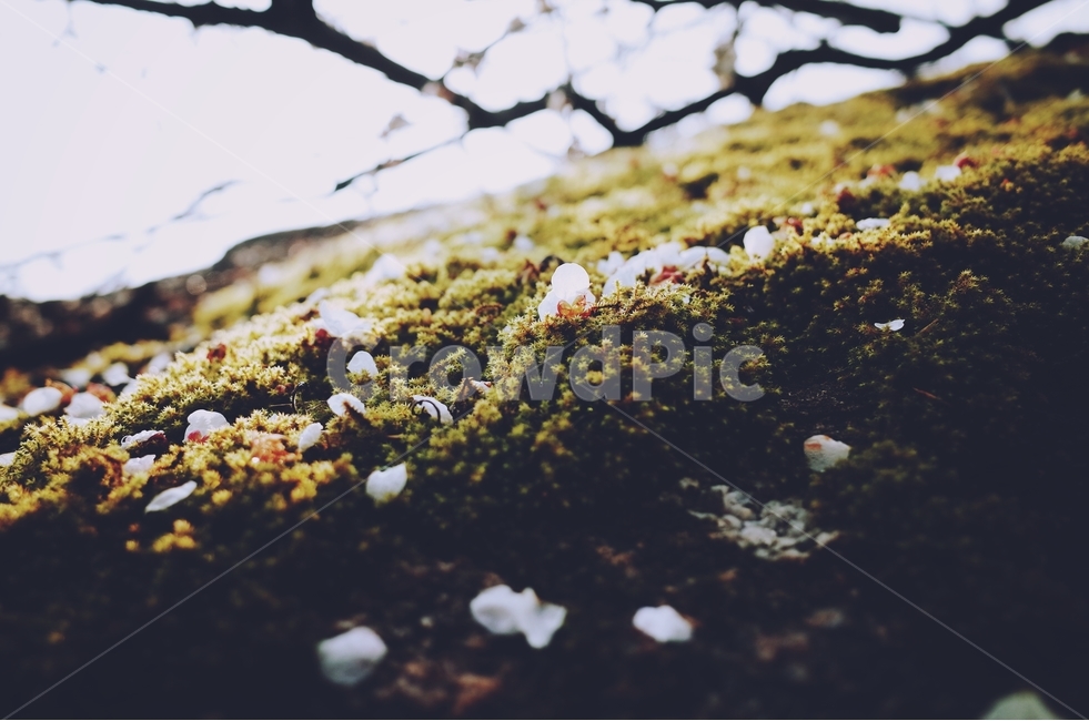 감성사진,봄,꽃,매화,사랑,감사,봄날,봄꽃,4월,벚꽃,튤립꽃,봄,계절,spring,season,꽃,flower,감성,sensible,feeling,plant,식물