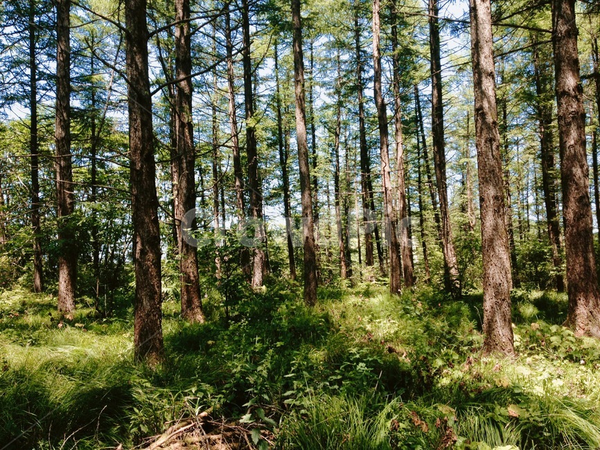 숲,나무,풍경,자연,햇빛,초록,햇살,숲속,여름,휴식,풀,nature,forest,tree,wood,sun,sunlight,green,landscape,summer