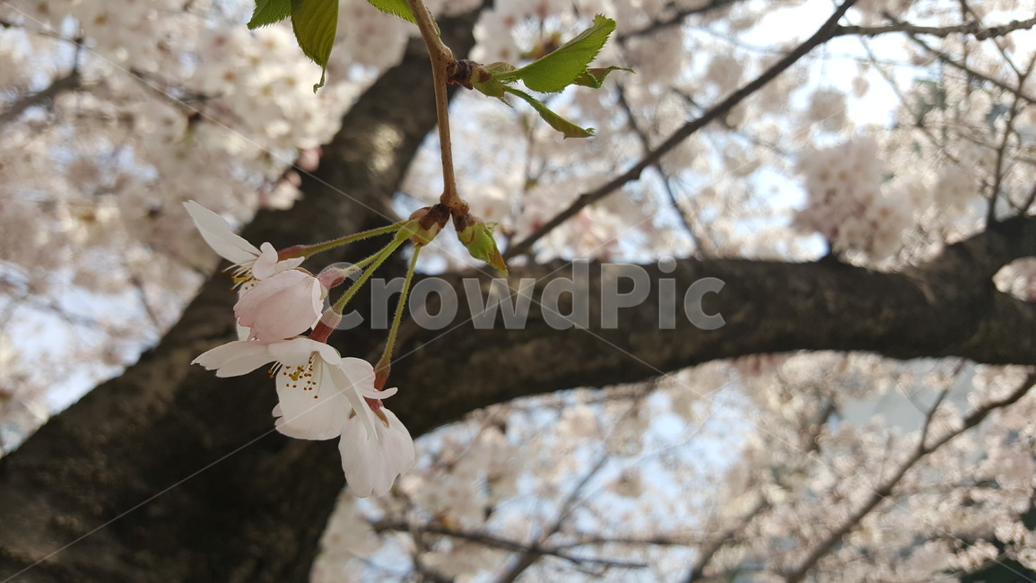 봄,꽃,벚꽃,화사함,따뜻,산뜻,향기로운,밝은,풍족함,봄,계절,spring,season,식물,자연,plants,nature,꽃,flower,plant,cherry blossom,blossom