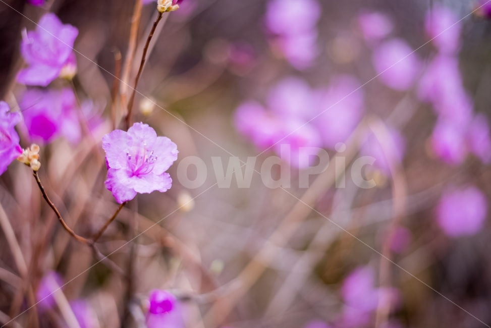 진달래꽃,진달래,봄꽃,꽃,봄,감성,스냅,자연,풍경,여행,봄,계절,spring,season,식물,자연,plants,nature,꽃,flower,감성,sensible,feeling,geranium,제라늄,plant,blossom