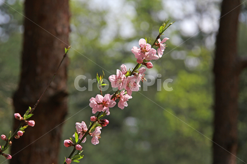 꽃,식물,자연,분홍,봄,식물,자연,plants,nature,꽃,flower