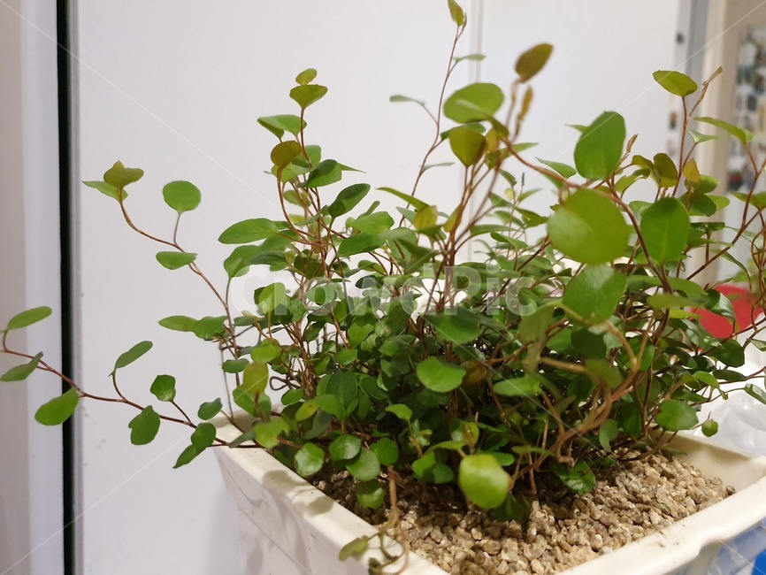 식물,plant,트리안,잎,귀여움