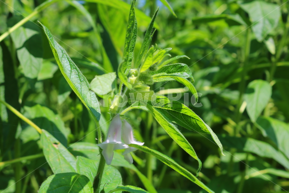 꽃,깨꽃,참깨꽃,식물,깨,참깨,식용작물,자연,호마,지마,향마,식물,자연,plants,nature,꽃,flower