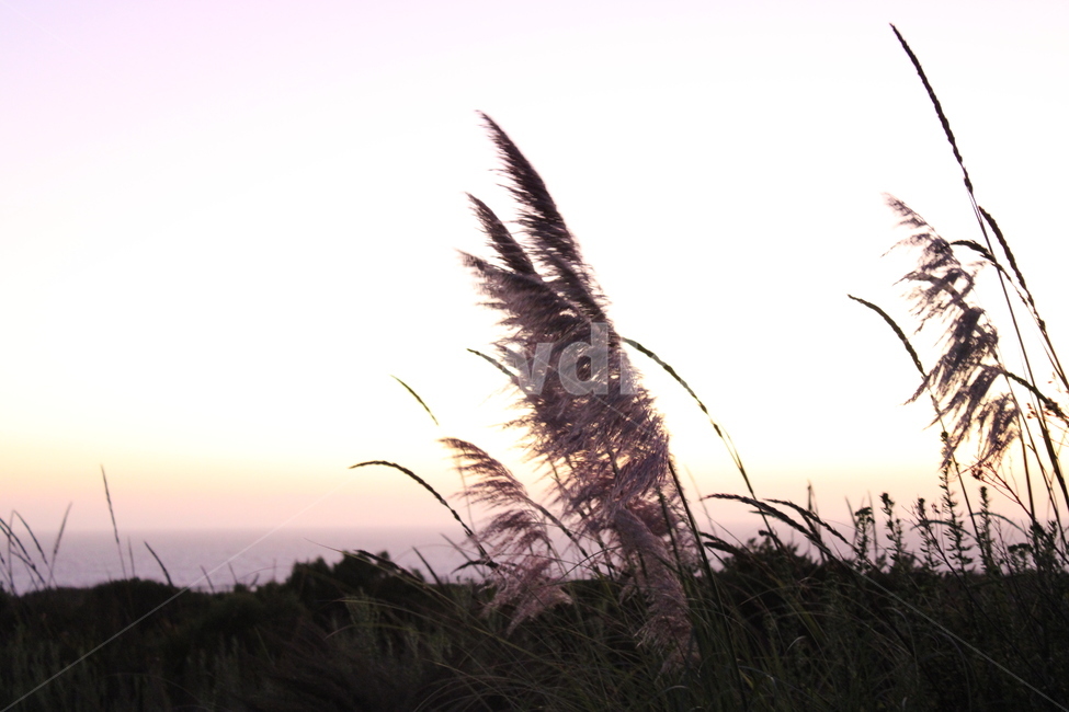 reed,갈대,식물,sunset,노을,해질녘,핑크빛하늘,핑크하늘,고요함,잔잔함,황혼,바람