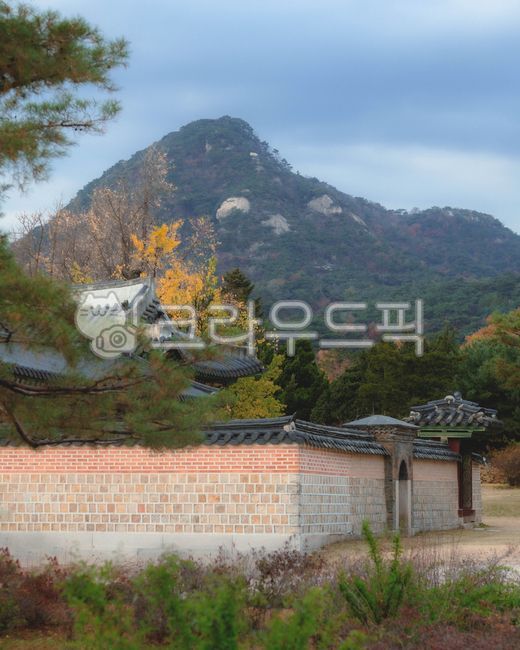 pine tree,construct,azure sky,cloud,Gyeongbokgung,azuresky,cumulus,weather,cloudy sky,Maple,sky,palace,nature,tree,outdoors,Hanok,autumn,Sky blue