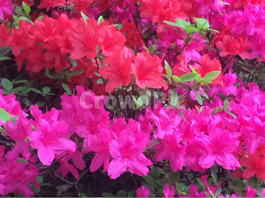 꽃,철쭉,핫핑크,진홍색,활짝,식물,자연,plants,nature,꽃,flower