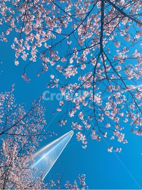 롯데월드,잠실,잠실역,롯데타워,벚꽃